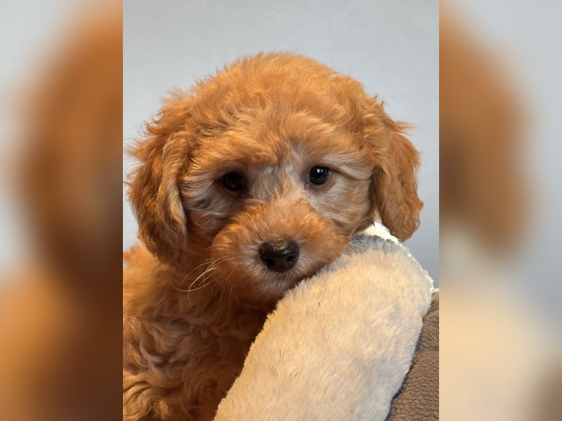 Maltipoo/mini Doodle Welpen
