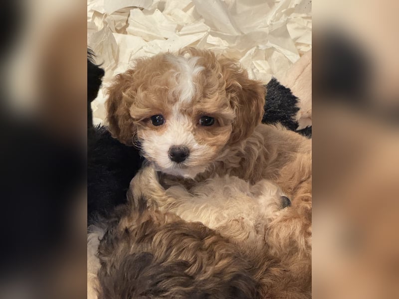 Schocolade farbige sehr schöne Welpen Maltipoo/mini Doodle