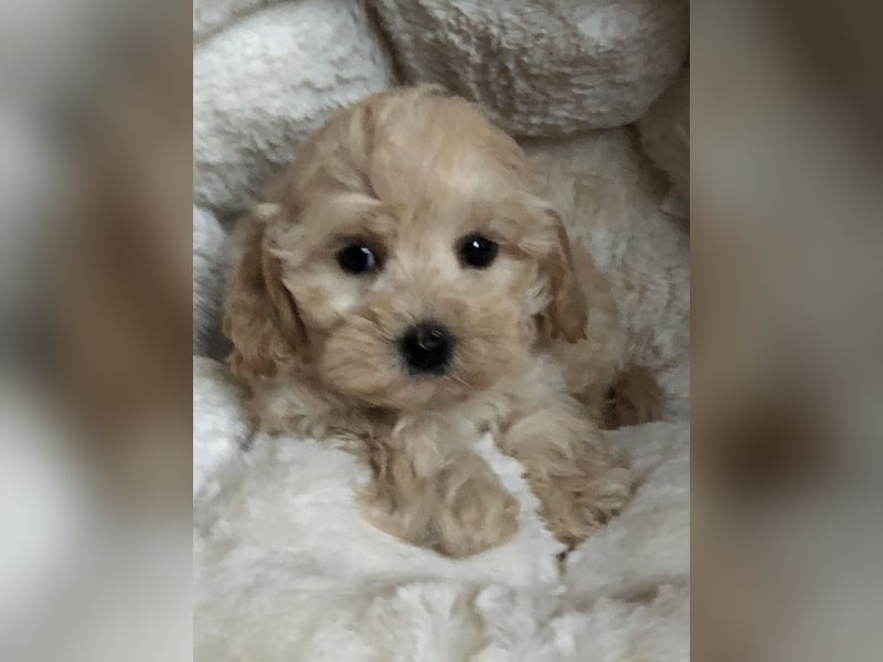 Sehr gesunde Maltipoo welpen in abricot und créme farben.