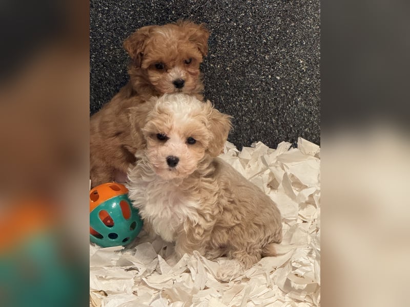 Schocolade farbige sehr schöne Welpen Maltipoo/mini Doodle