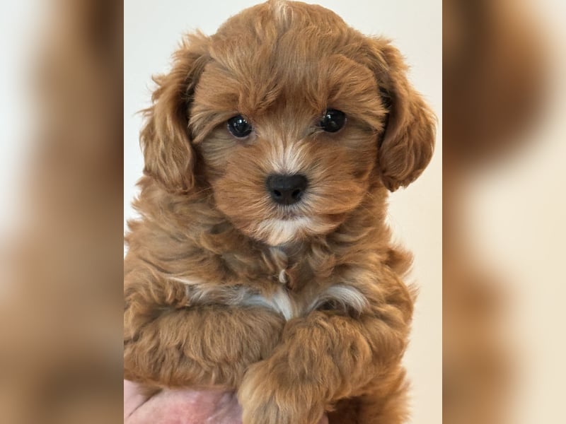 Maltipoo/mini Doodle Welpen in abricot/creme farben