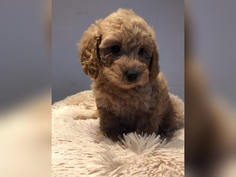 Sehr gesunde Maltipoo welpen in abricot und créme farben.