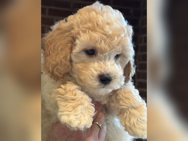 Maltipoo/mini Doodle Welpen