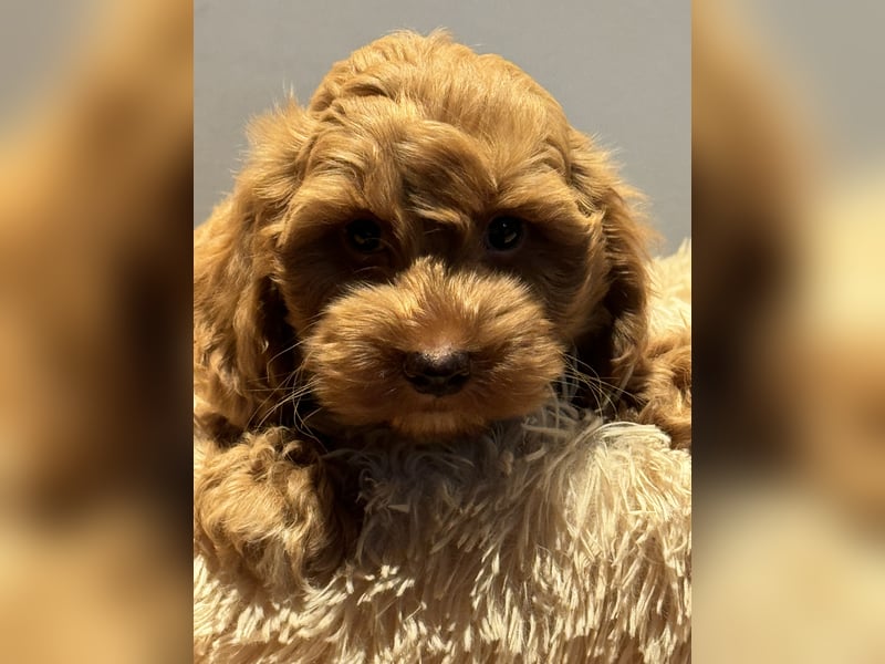 Sehr schöne gesunde Maltipoo/ mini Doodle Welpen
