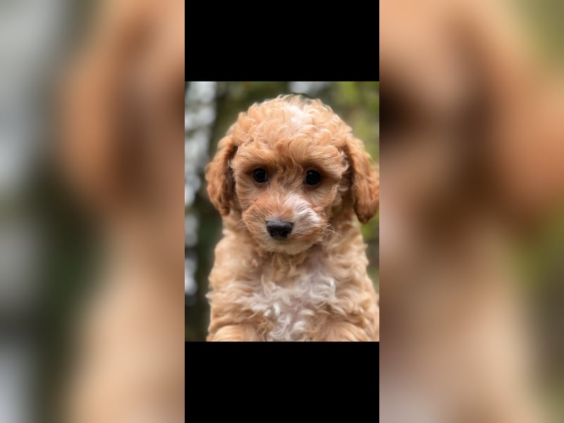 Schocolade farbige sehr schöne Welpen Maltipoo/mini Doodle