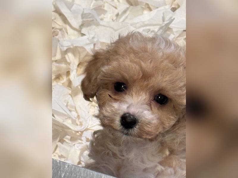 Sehr schöne gesunde Maltipoo/ mini Doodle Welpen