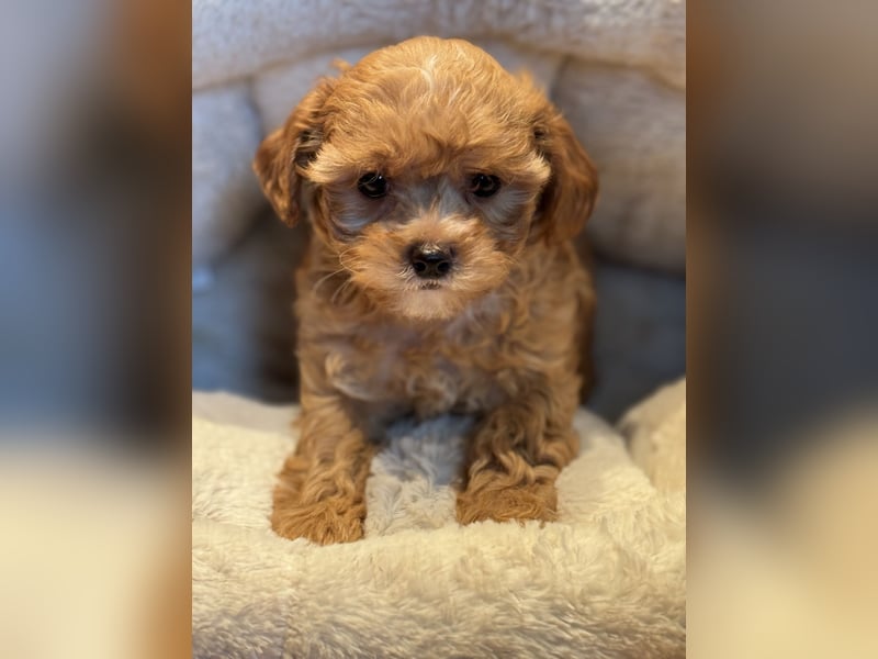 Sehr gesunde Maltipoo welpen in abricot und créme farben.