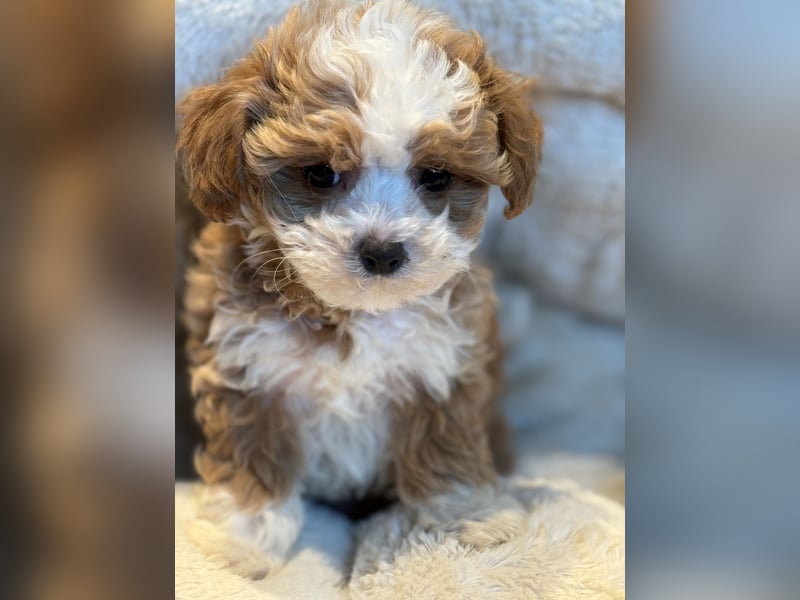 Sehr gesunde Maltipoo welpen in abricot und créme farben.