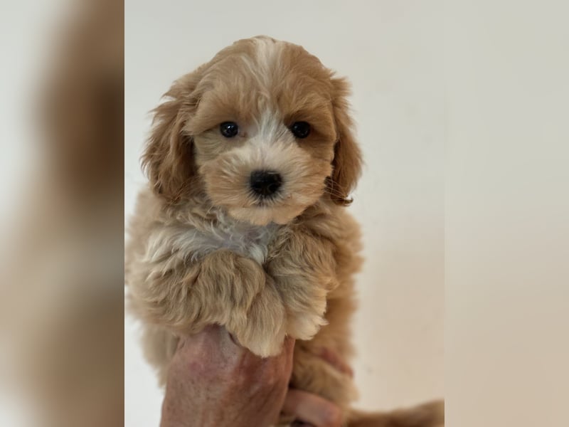 Sehr schöne gesunde Maltipoo/ mini Doodle Welpen
