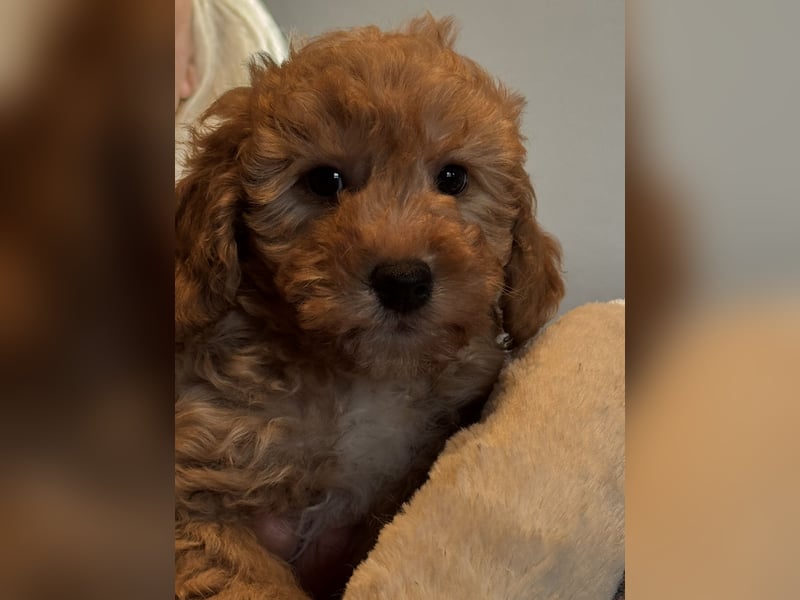Schocolade farbige sehr schöne Welpen Maltipoo/mini Doodle