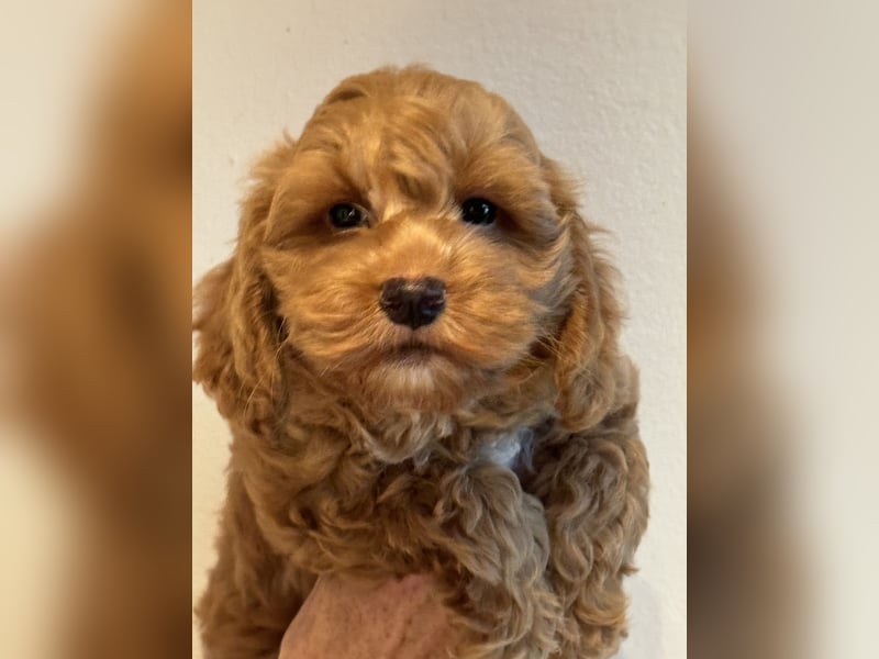 Schocolade farbige sehr schöne Welpen Maltipoo/mini Doodle
