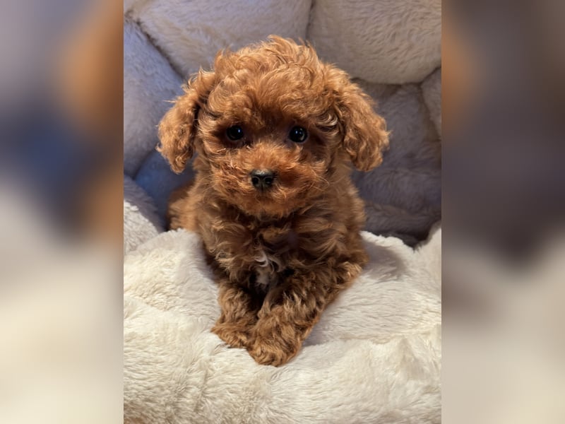 Sehr gesunde Maltipoo welpen in abricot und créme farben.