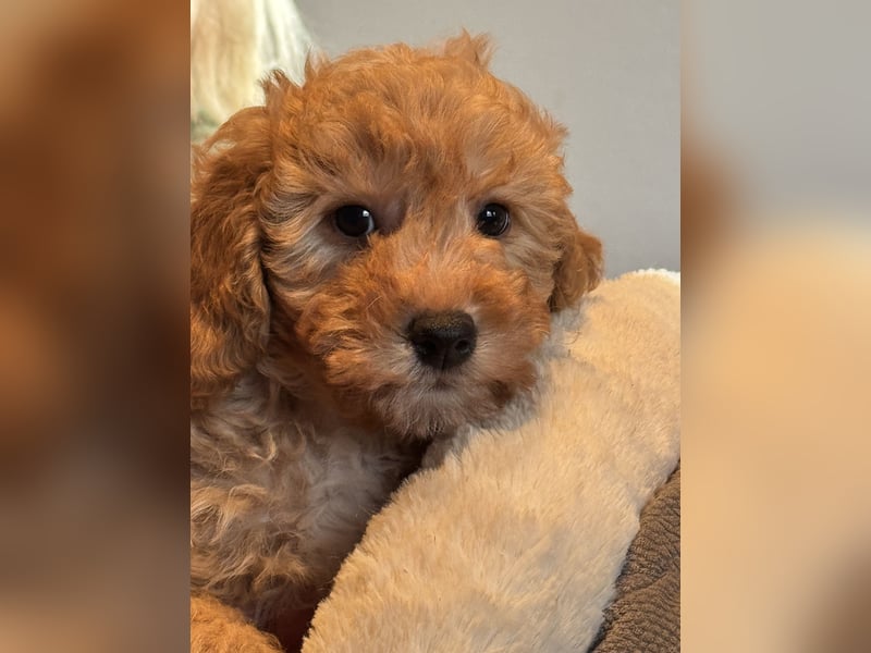 Maltipoo/mini Doodle Welpen