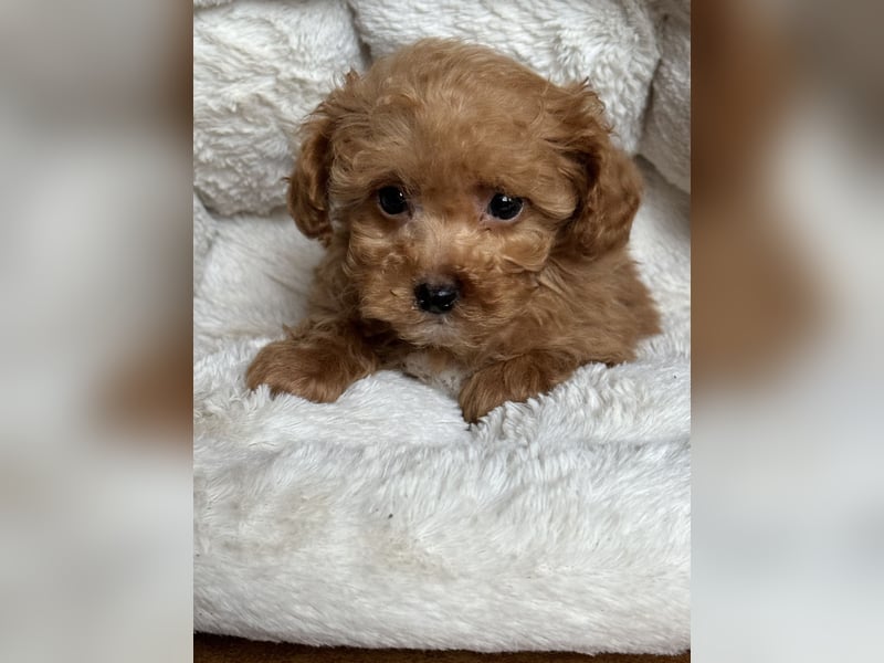 Sehr gesunde Maltipoo welpen in abricot und créme farben.