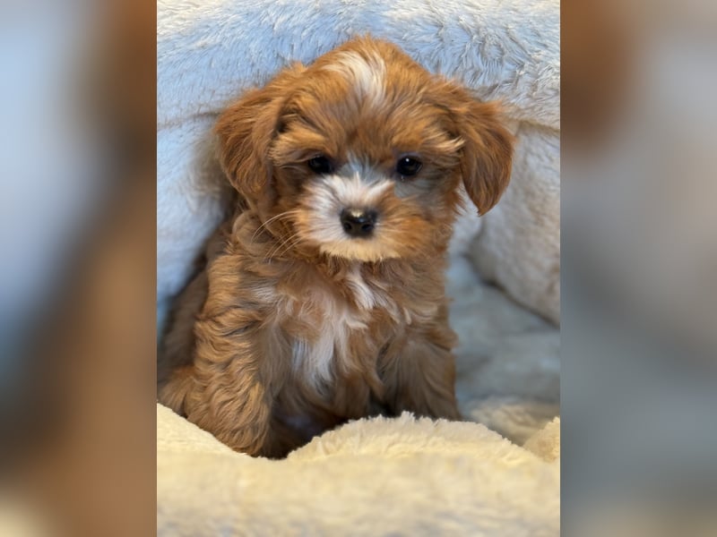 Sehr gesunde Maltipoo welpen in abricot und créme farben.