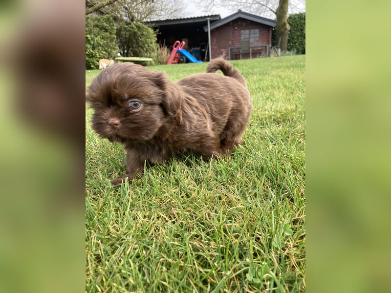 Schokofarbenes Maltipoo Malteser Shih Tzu Mädchen sucht ein neues Zuhause