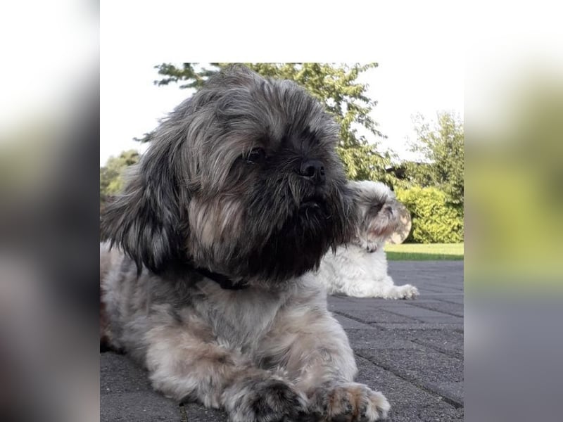 Schokofarbenes Maltipoo Malteser Shih Tzu Mädchen sucht ein neues Zuhause