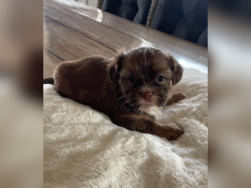 Schokofarbenes Maltipoo Malteser Shih Tzu Mädchen sucht ein neues Zuhause