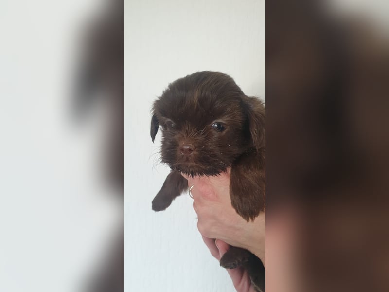 Schokofarbenes Maltipoo Malteser Shih Tzu Mädchen sucht ein neues Zuhause