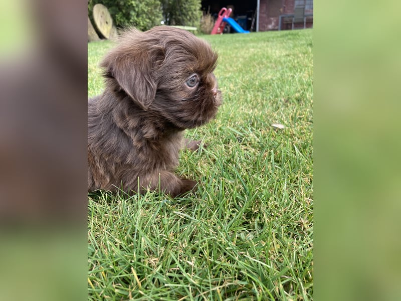 Schokofarbenes Maltipoo Malteser Shih Tzu Mädchen sucht ein neues Zuhause