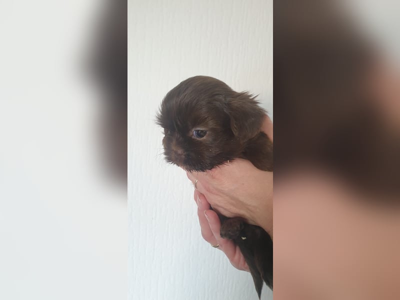 Schokofarbenes Maltipoo Malteser Shih Tzu Mädchen sucht ein neues Zuhause