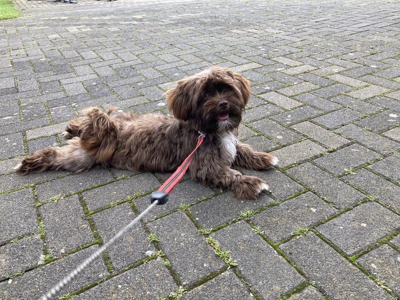 Schokofarbenes Maltipoo Malteser Shih Tzu Mädchen sucht ein neues Zuhause