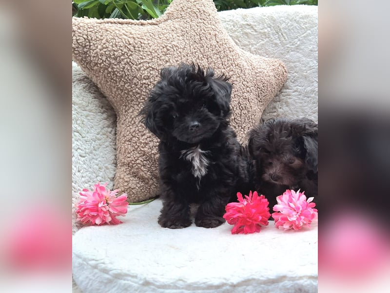* Zuckersüßes Mini Bollipoo Mädel * Hündin schwarz Toypudel x Bolonka wie Maltipoo