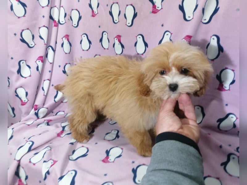 Maltipoo Welpen