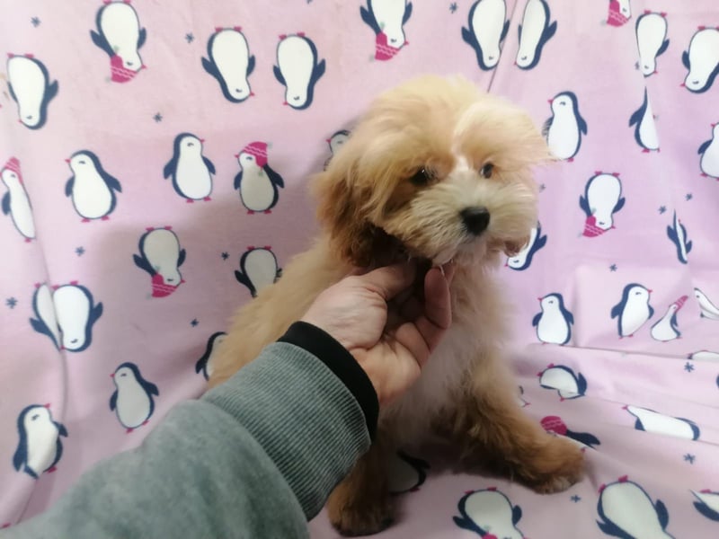 Maltipoo Welpen