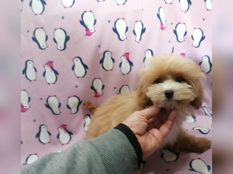 Maltipoo Welpen