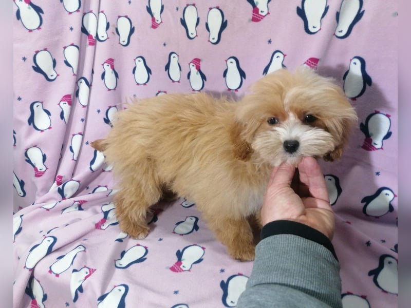 Maltipoo Welpen
