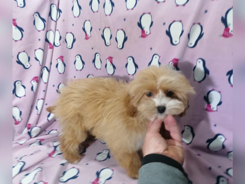 Maltipoo Welpen
