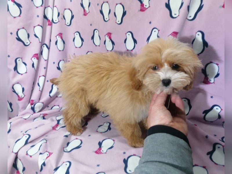 Maltipoo Welpen