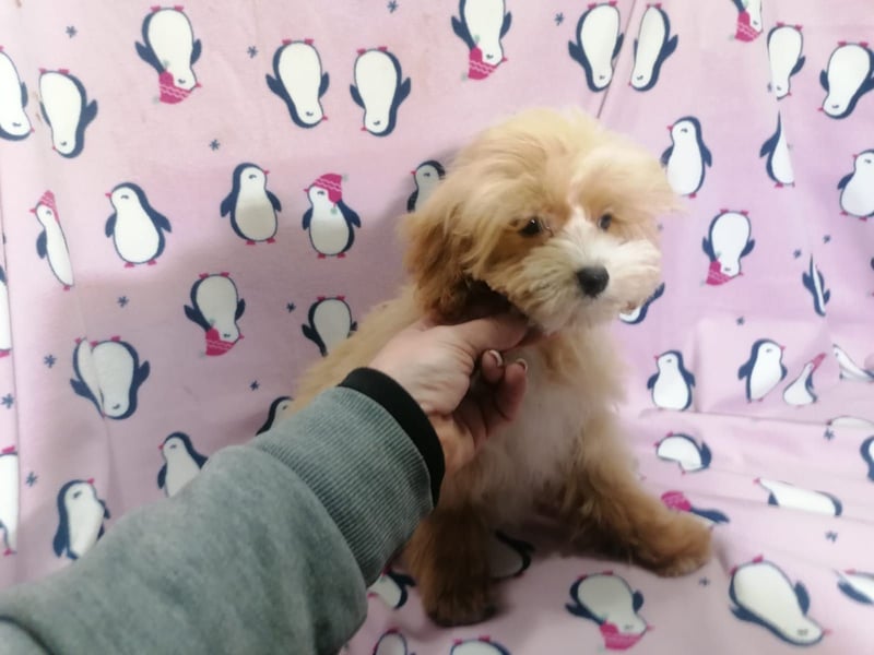 Maltipoo Welpen