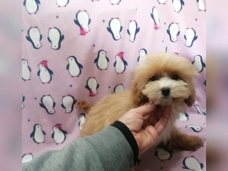 Maltipoo Welpen