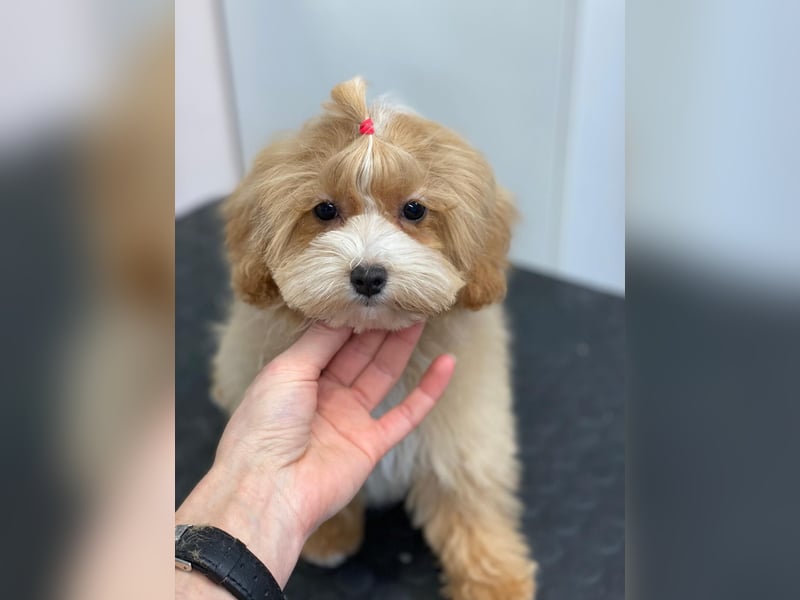 Maltipoo Welpen