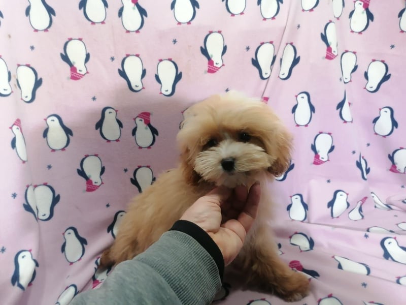 Maltipoo Welpen
