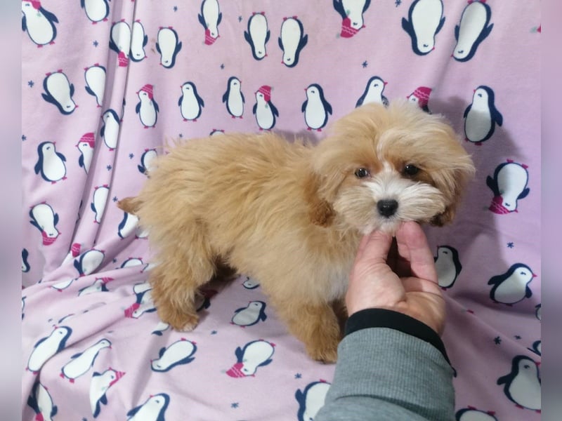 Maltipoo Welpen