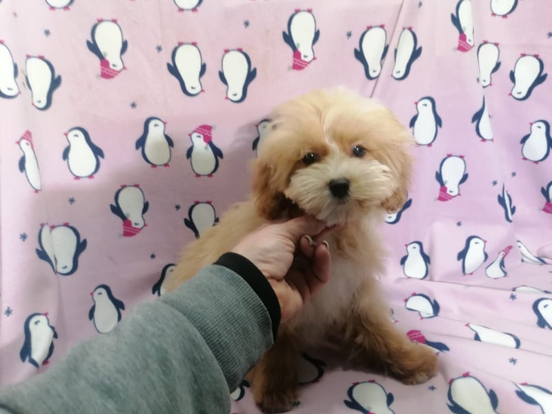 Maltipoo Welpen