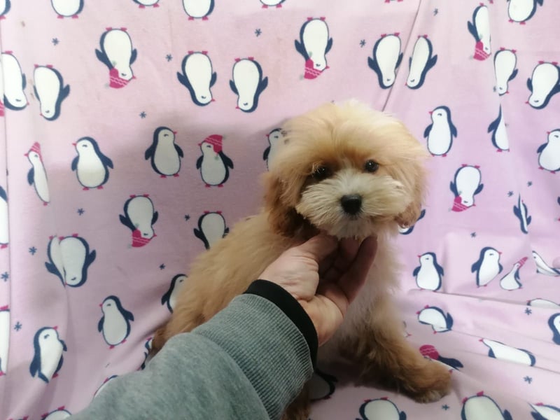 Maltipoo Welpen