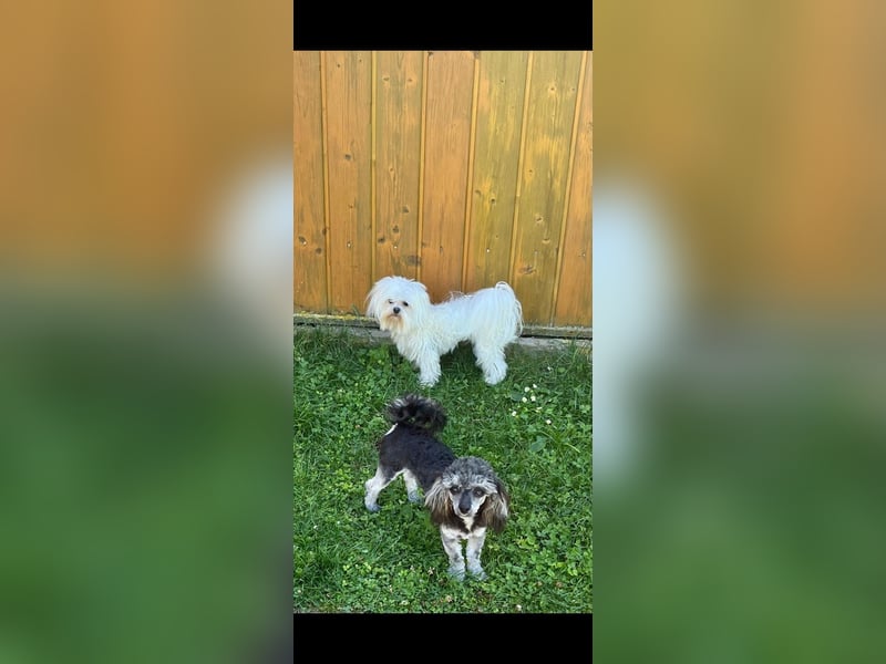 Maltipoo in zauberhaften Farben