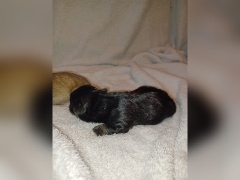 Maltipoo in zauberhaften Farben