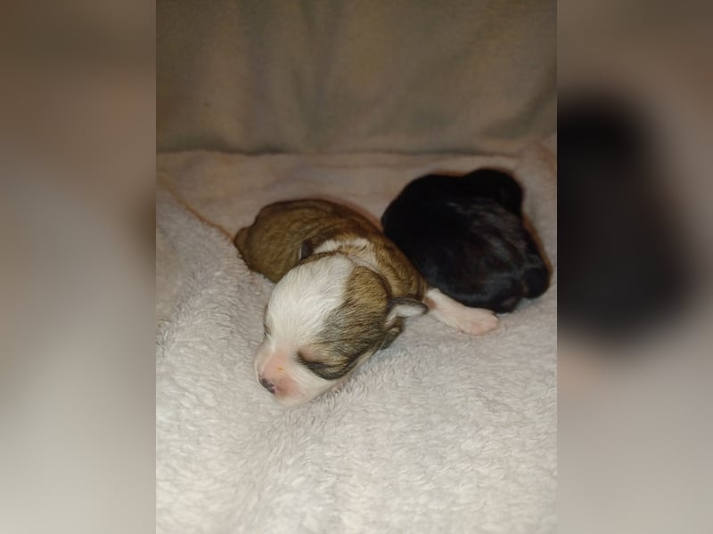 Maltipoo in zauberhaften Farben