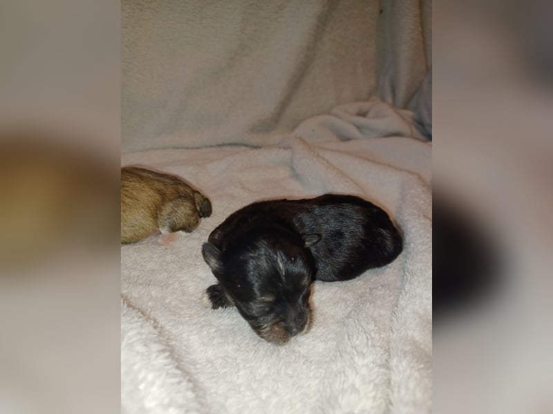 Maltipoo in zauberhaften Farben