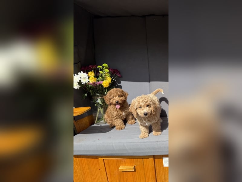 Maltipoo-Welpen F1b– liebevoll aufgezogen – abgabebereit ab sofort!