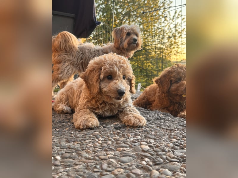 Maltipoo-Welpen F1b– liebevoll aufgezogen – abgabebereit ab sofort!