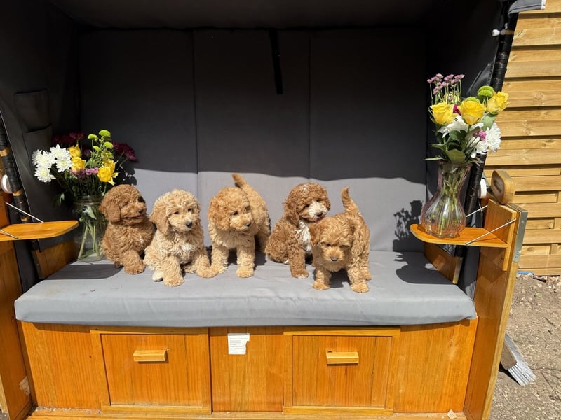 Maltipoo-Welpen F1b– liebevoll aufgezogen – abgabebereit ab sofort!
