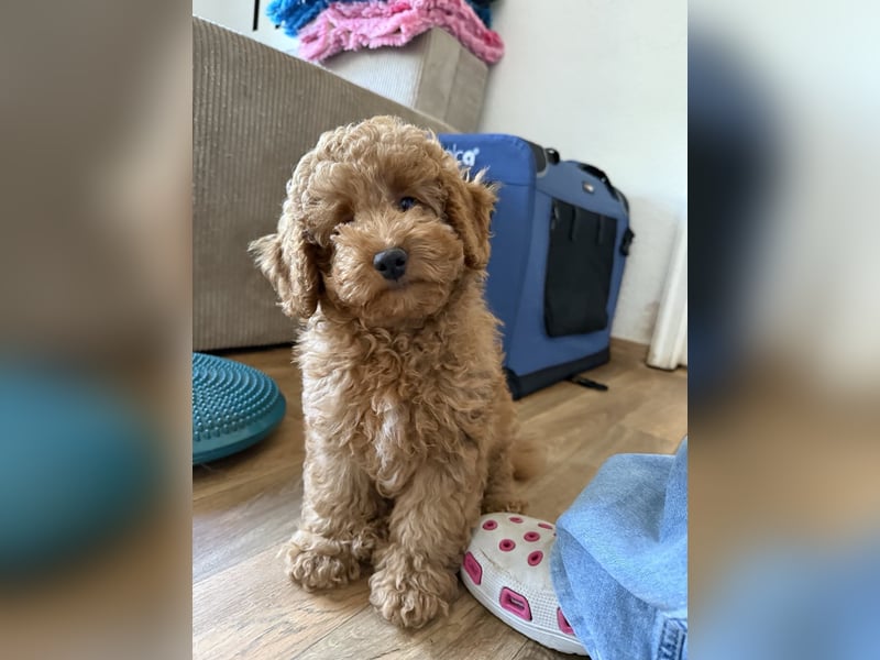 Maltipoo-Welpen F1b– liebevoll aufgezogen – abgabebereit ab sofort!