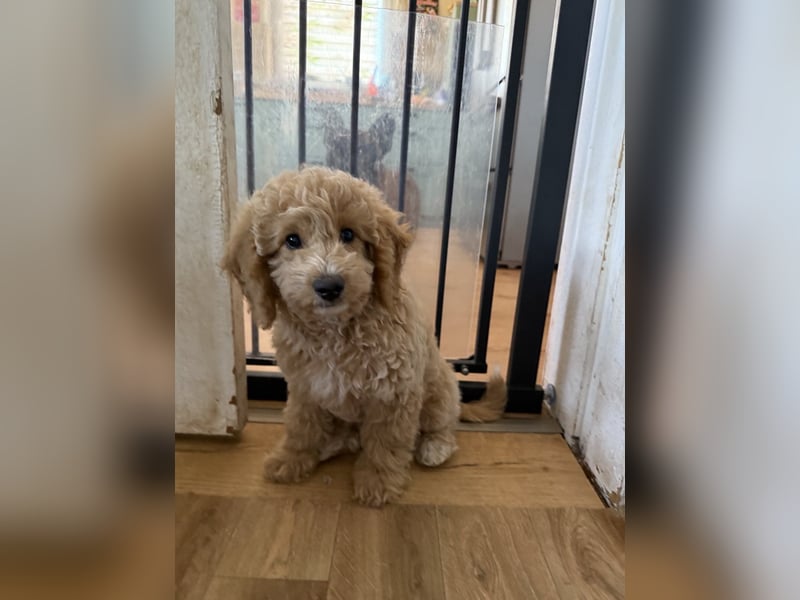 Maltipoo-Welpen F1b– liebevoll aufgezogen – abgabebereit ab sofort!