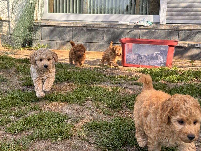 Maltipoo-Welpen F1b– liebevoll aufgezogen – abgabebereit ab sofort!